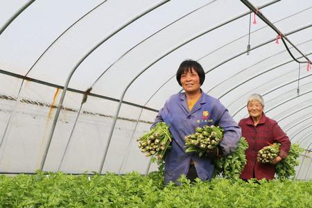 芹菜播种方法