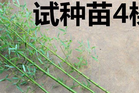 北方种竹子用种子能活吗
