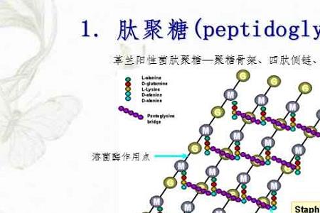 糖聚糖是什么