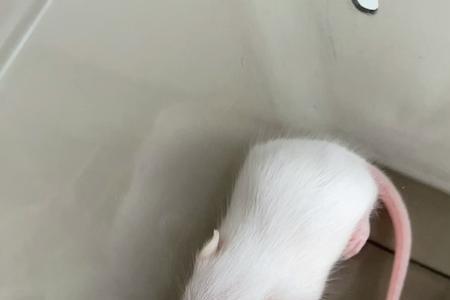 段子鼠介绍