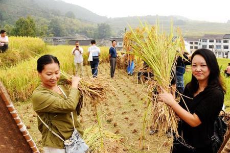 明月山仰山梯田什么时间收稻