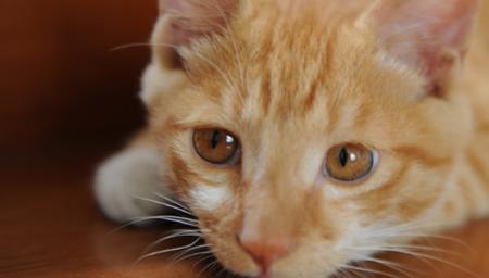 猫为什么喜欢吃西葫芦
