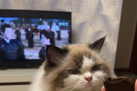 小猫咪身上怎么有巧克力味