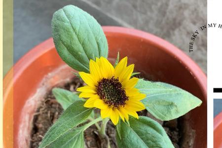 向日葵的花盘为什么那么大