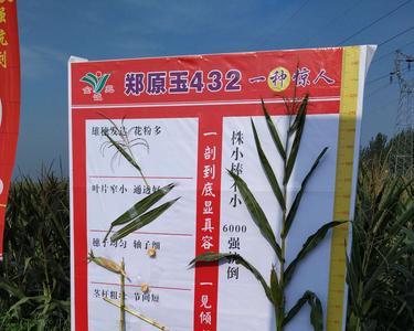 郑原玉8和郑原玉432哪个品种优秀