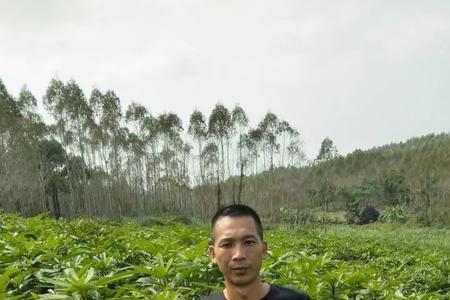 五指毛桃挖了还能种植吗