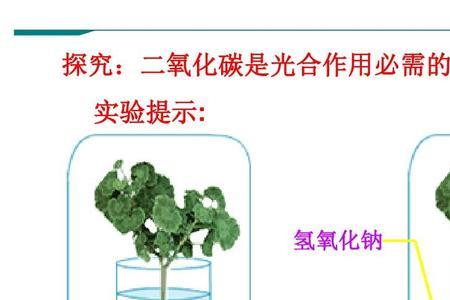 氧气吸收量是净光合还是真光合