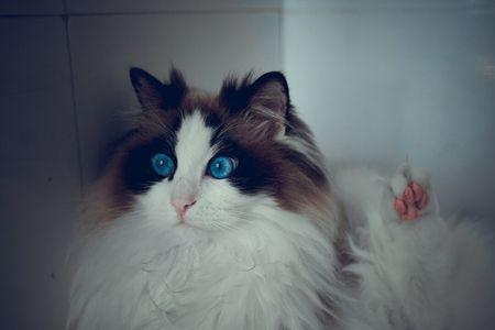 袄子是布偶猫吗