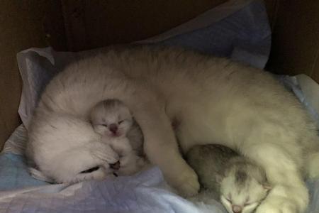 小猫多久能生一胎