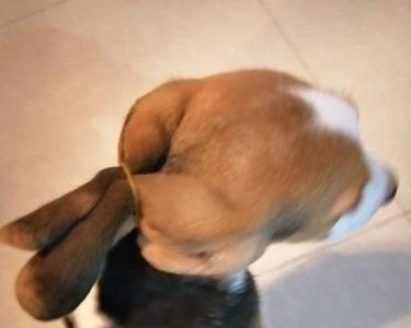 比格犬刚到家一直叫怎么办