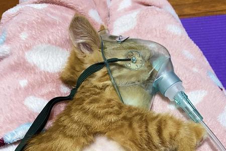 猫的心脏位置图