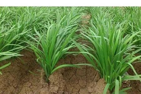 头茬韭菜是几月份