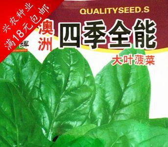 菠菜种子怎么保存