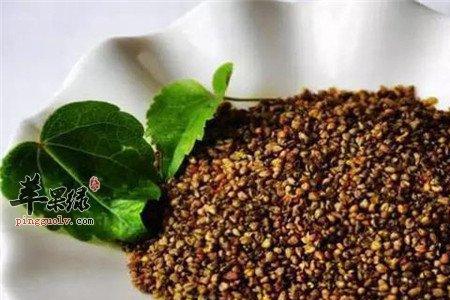 苦荞米和荞麦米哪种好