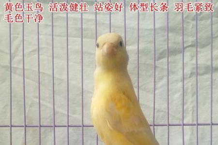 玉鸟为何总叫单音