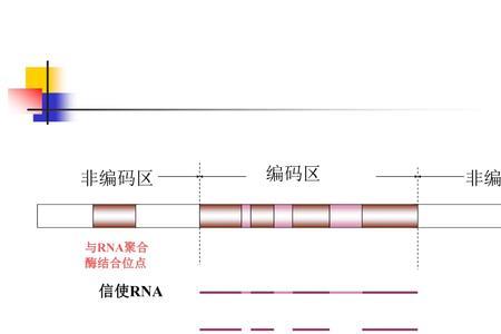 遗传信息的转录的原则是什么