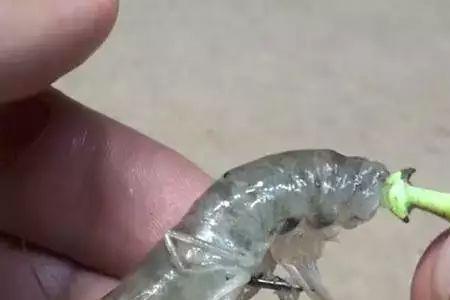挂虾钓浮如何调漂