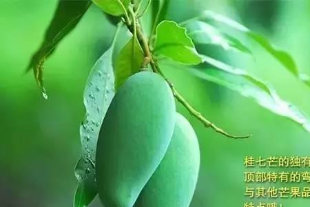 桂七芒果采果后修剪方法