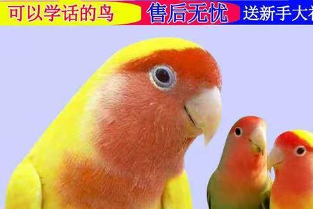 黄桃鹦鹉和虎皮哪个好上手