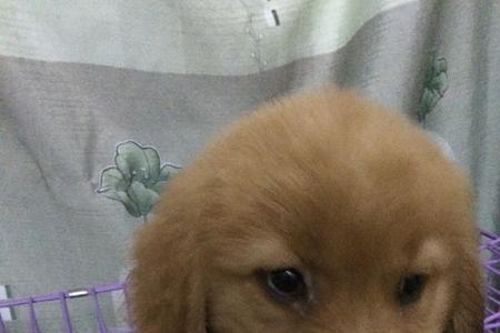 金毛流白色泡沫鼻涕怎么回事