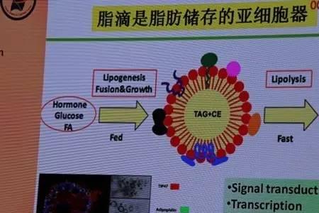 脂质合成场所