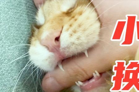 猫换牙会提前吗