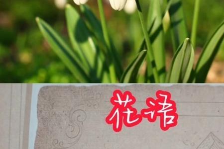 路边花语文案