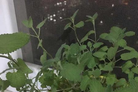 黄土可以种薄荷吗