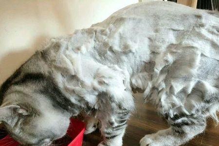 为啥没有猫毛大衣