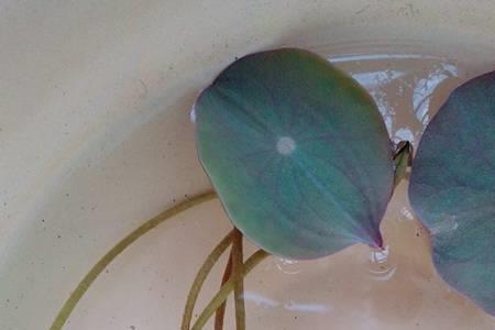 碗莲水浅会怎样
