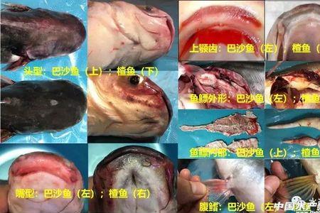 云南曲靖可以养巴沙鱼吗