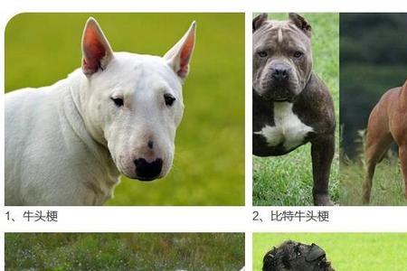 烈犬是什么意思