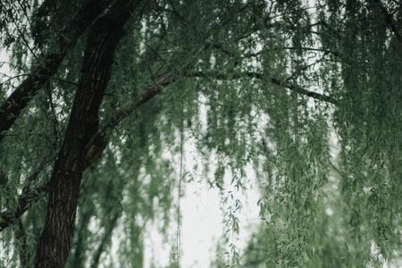 细雨迷蒙的意思