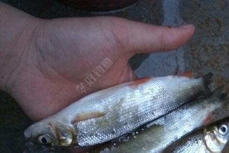 海肠钓鱼效果怎么样