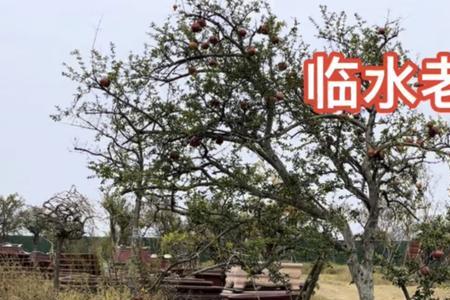 开心形石榴树怎么造型
