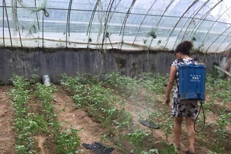 农作物灌根要比喷施用药量大吗