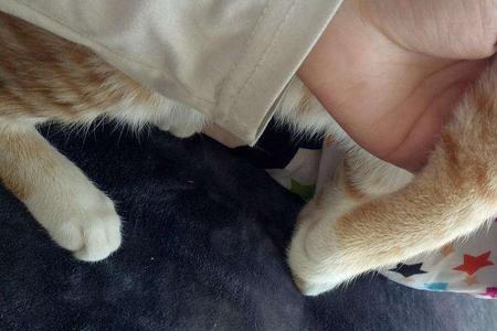 猫咪用头使劲拱手是怎么回事