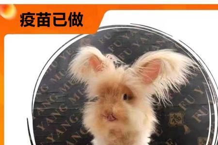 黄色道奇垂耳兔可以活几年