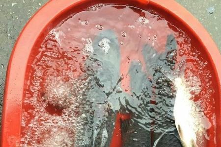 北方用什么颗粒钓青鱼