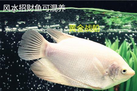 战船鱼侧躺什么原因