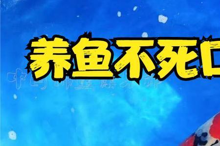 养鲤鱼不死的小窍门