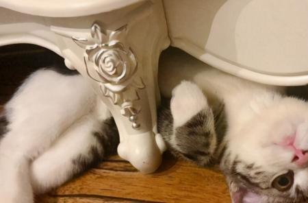 猫白天不叫晚上叫为什么
