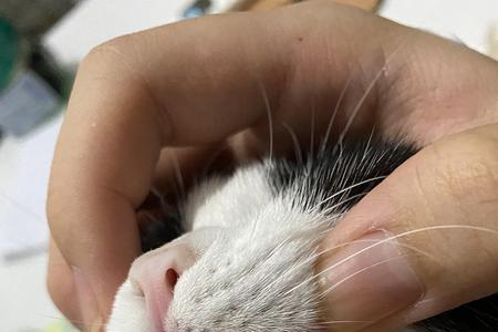 猫咪换犬齿是多大