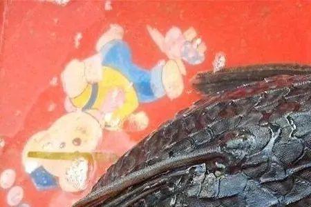 清道夫是国家几级保护动物