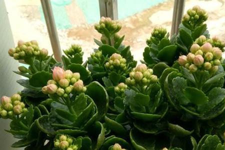 长寿花用什么颜色花盆好看
