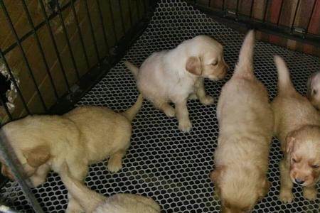 金毛幼犬一个月长几斤正常
