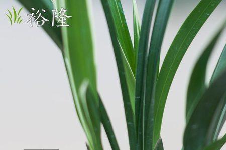 兰花西施属于哪个品种