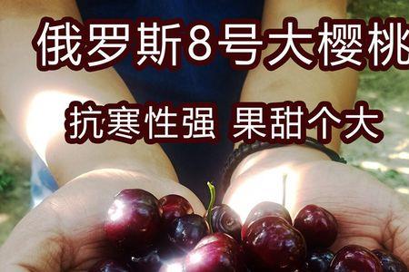 俄罗斯八号樱桃几月份成熟