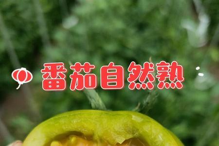 西红柿的性状鉴别特征