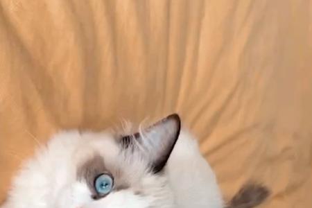 布偶猫太调皮了可以关笼子么